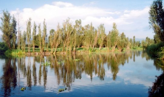 Las chinampas de Xochimilco, Áreas Naturales Protegidas, están siendo explotadas comercialmente. Esto, sin importar el posible daño al medio ambiente y la irrupción en la dinámica de las comunidades. Fotografía: Wikimedia Commons