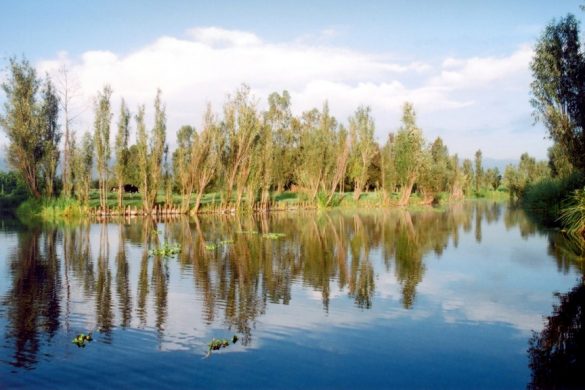 Las chinampas de Xochimilco, Áreas Naturales Protegidas, están siendo explotadas comercialmente. Esto, sin importar el posible daño al medio ambiente y la irrupción en la dinámica de las comunidades. Fotografía: Wikimedia Commons
