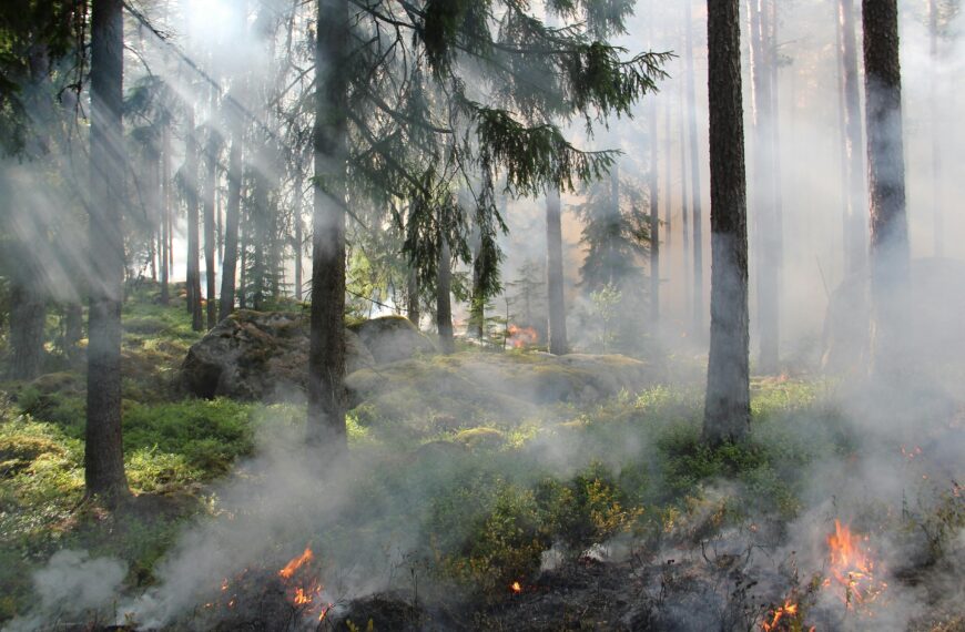 «Amazonas está ardiendo», hacen llamado internacional para abordar crisis de incendios