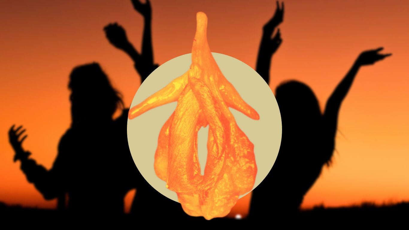 Clítoris. Radiografía del órgano para el placer