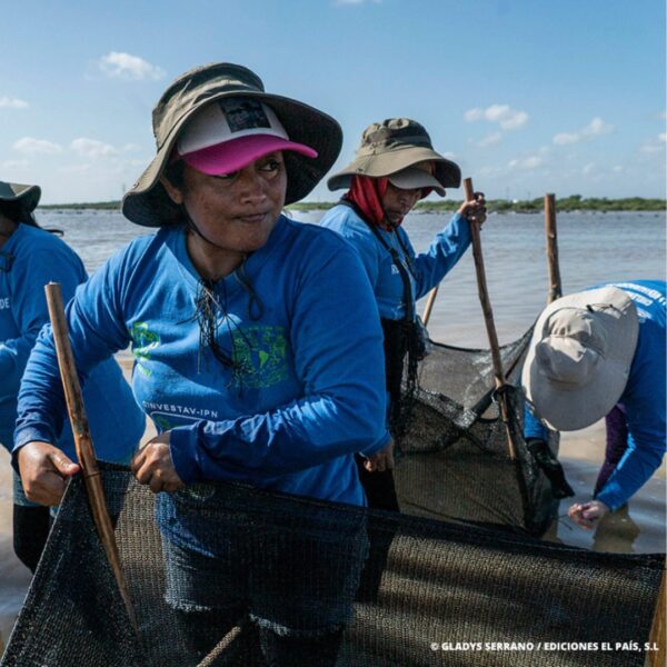Las chelemeras, mujeres regeneradoras del manglar en Yucatán