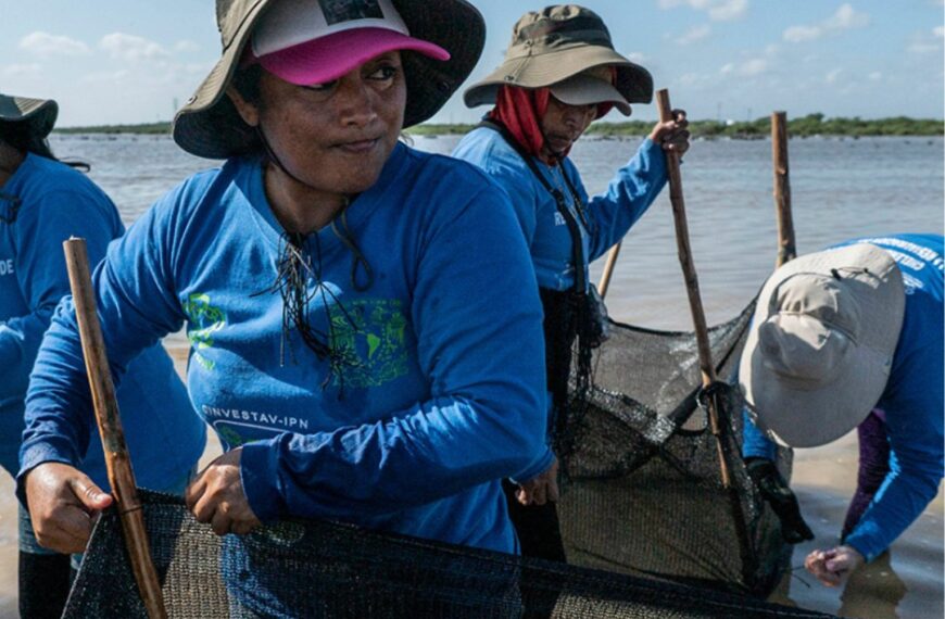 Las chelemeras, mujeres regeneradoras del manglar en Yucatán