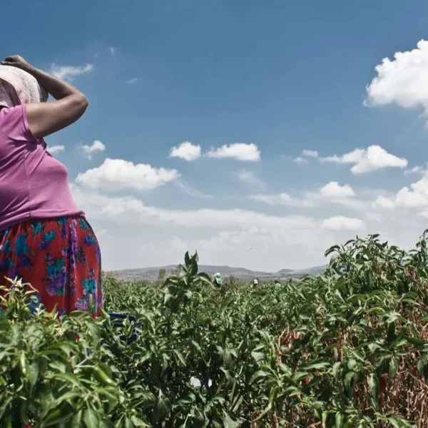 Persisten malas condiciones laborales y desigualdad contra mujeres jornaleras en México: Defensoras