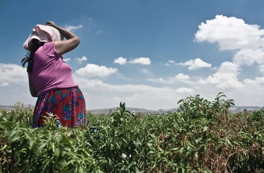 Persisten malas condiciones laborales y desigualdad contra mujeres jornaleras en México: Defensoras
