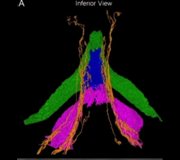 Tras siglos de rezago, por primera vez mapean el clítoris y rompen esquemas científicos