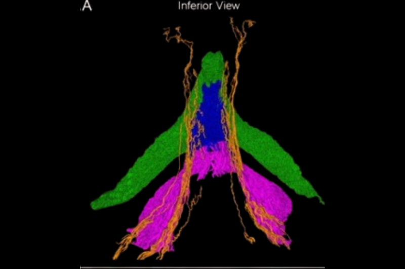 Tras siglos de rezago, por primera vez mapean el clítoris y rompen esquemas científicos